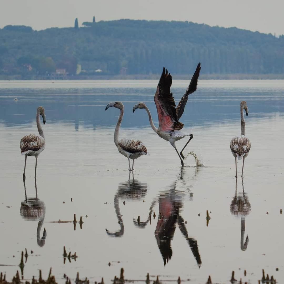 Chalet Sul Trasimeno SantʼArcangelo Dış mekan fotoğraf